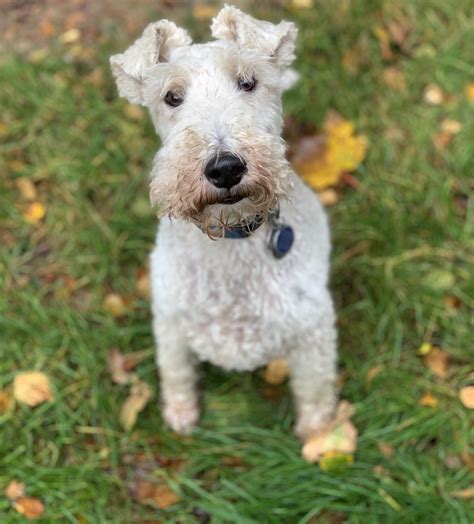 Autumn Fun With My Fox Terrier Wire Fox Terrier Fox Terrier Wire