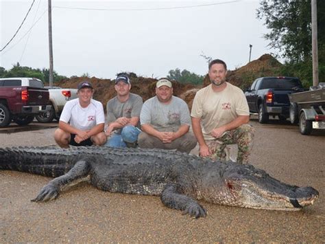 Man Sets New State Record With Monstrous Alligator Allongeorgia