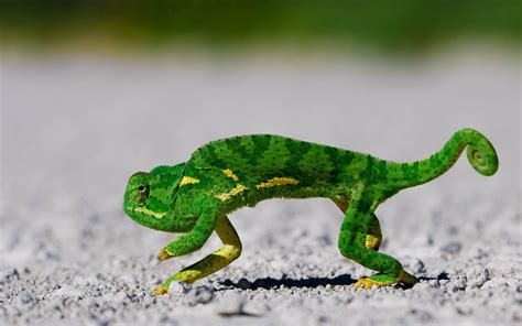 Online Crop Green Chameleon Animals Lizards Chameleons Ground Hd