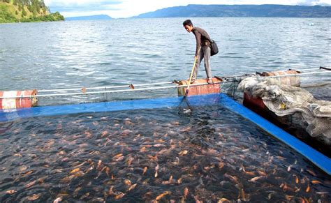 Penjelasan Sarana Dan Prasarana Budidaya Ikan Konsumsi IMAGESEE