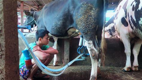 Myanmars Dairy Farmers Benefit From Cattle Breeding Programme Using