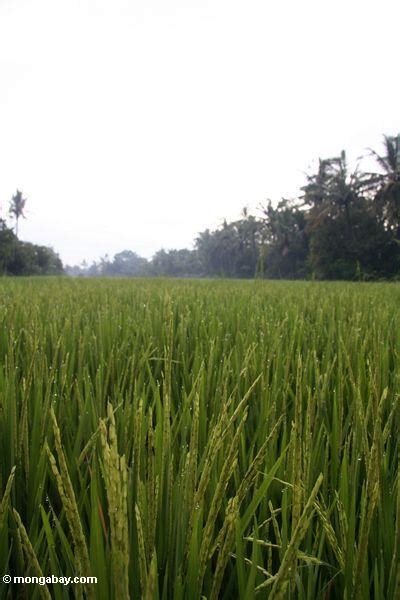 White rice is the result of gently removing the bran layers to leave just the inner, pearly grain. Grains of rice growing in a paddy in Bali (Ubud, Bali)