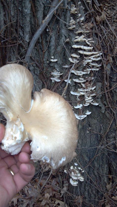 Southern Ohio Mushroom Identification Help Mushroom Hunting And