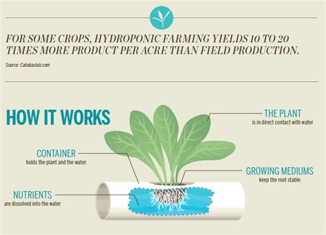 Hydroponics Infographic Огород