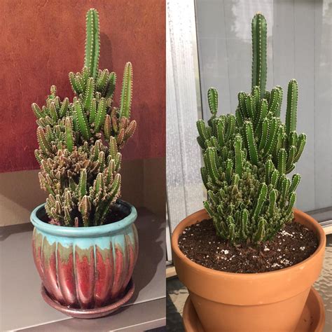 How do you care for fairy castle cactus? Reddit advised I needed a bigger pot for my fairy castle ...