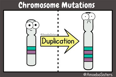 The amoeba sisters videos demystify science with humor and relevance. Más de 25 ideas increíbles sobre Enfermeras animadas en Pinterest | Informacion de la ballena ...