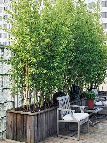 No need to line them up in a narrow perimeter bed tall and narrow plants for privacy. bamboo gardens | Tuin ideeën, Tuin en terras, Tuin