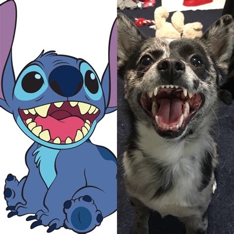 I Recently Posted A Picture Of My Dog On Here And Someone Pointed Out