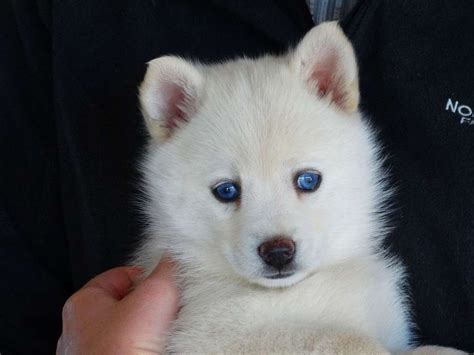 Browse the #1 most trusted seller of pomsky puppies. Pomsky Puppies For Sale | Washington Avenue, Houston, TX ...