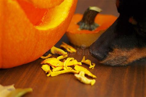Dehydrated Homemade Pumpkin Dog Treats With Pumpkin Leaves And Stock