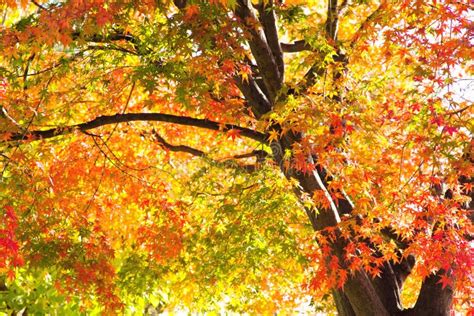 Colorful Autumn Leaves With Sunlight Stock Image Image Of Vibrant