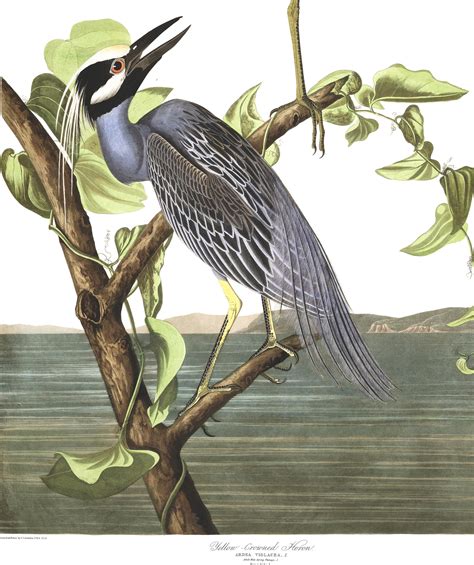 Yellow-Crowned Heron | John James Audubon's Birds of America