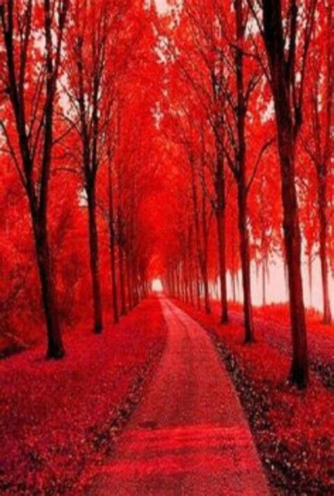 Pinterest Red Tree Nature Scenery