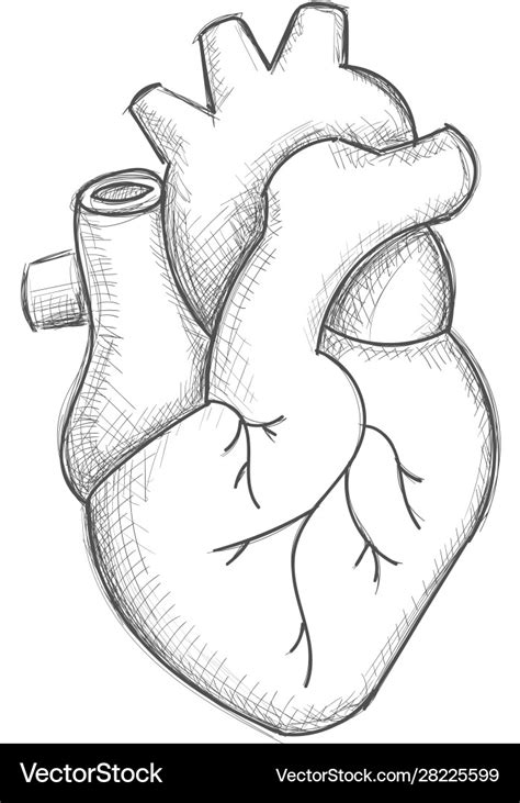 Hand Draw Human Heart Sketch Royalty Free Vector Image
