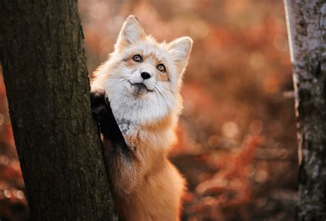 Fox Autumn Wallpapers K HD Fox Autumn Backgrounds On WallpaperBat