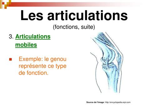 Ppt Les Articulations Lunion Des Os Powerpoint Presentation Free