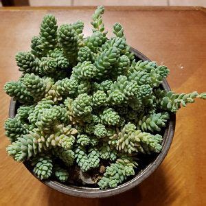 They are considered as one of the easiest to grow succulents, as red lions thrive so well under neglected conditions and even in dry to medium moisture in full sun or partial shade environment. Sempervivum Red Lion Red Rubin Red Beauty Red Succulent ...