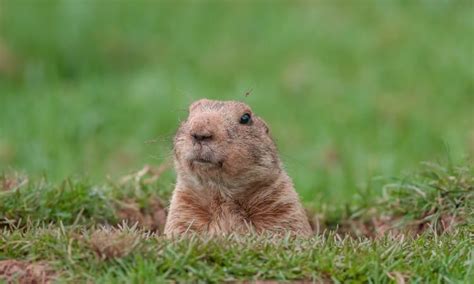 How to keep rabbits out of your. 13 Ways on How to Get Rid of Groundhogs Under Shed or Deck ...