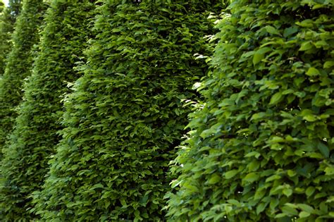 Notfalls muss im sommer ein weiterer schnitt erfolgen, wobei bei diesem nur eine handgartenschere verwendet wird. Säulen-Hainbuche schneiden » Wann, wie und wie oft?