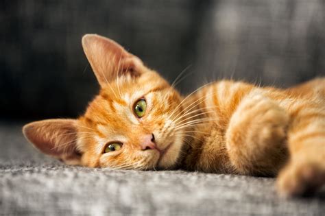 The most common cause of a hematoma is injury or trauma to blood vessels. Aural Hematomas in Cats - Dr. Alan Sibinic's Blog ...
