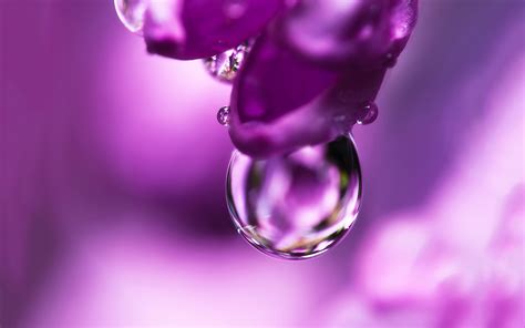 Water Drops On Flowers Images Free Water Drops On Flower Stock Photo