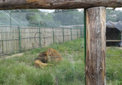 Trecem pe langa ele (daca stim ca sunt acolo) fara sa avem tentatia de a le vizita. Gradina Zoologica din Oradea