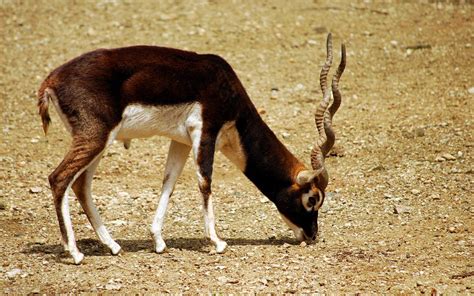404 likes · 1 talking about this. Antilope cervicapre - Wikiwand