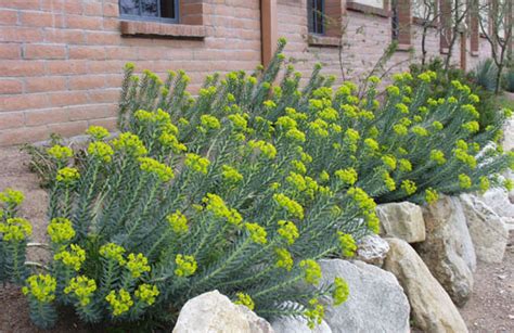 Here are some ways to help plants thrive while you're away, so you can come home to healthy gardens and happy houseplants. Manny's Site