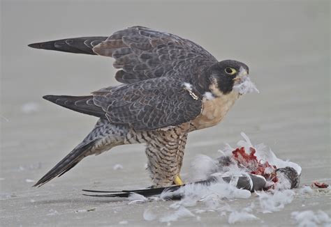 Peregrine Falcon Feeding On A Laughing Gull Powered By Birds