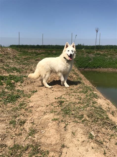 The site owner hides the web page description. 瑞士牧羊犬十个月公八个月母 - 综合工作犬 - 猛犬俱乐部-中国具有影响力的猛犬网站 - Powered by ...
