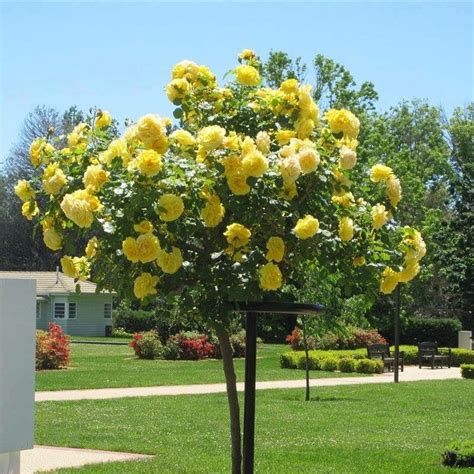 Roses Tree ☺️ Rose Trees Planting Flowers Plants