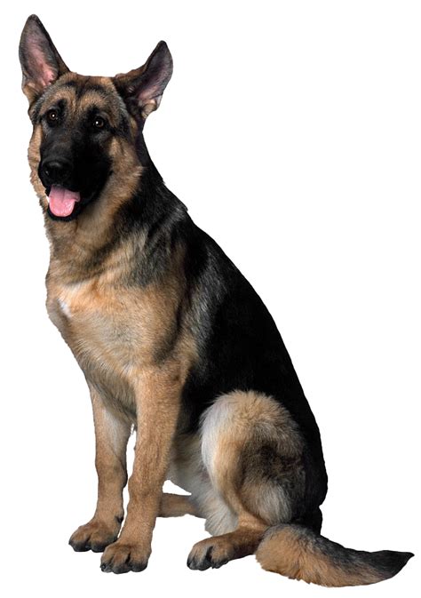 German Shepherd Dog Png File Png All Png All
