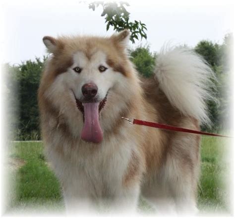 Giant Malamute Rare Redwhite Puppies For Sale Oktxpanjcoohtn