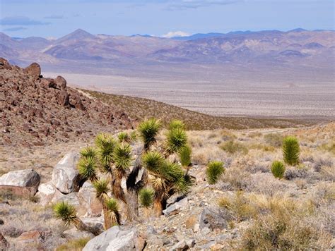 A Joshua Tree In The Mojave Desert With Mountains All Around You This