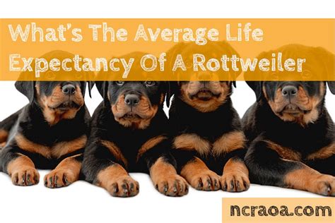 The research is somewhat mixed on how drinking alcohol affects survivors of head and neck cancers, including their quality of life, cancer recurrence, and length of life. What's The Average Life Expectancy Of A Rottweiler? (How ...