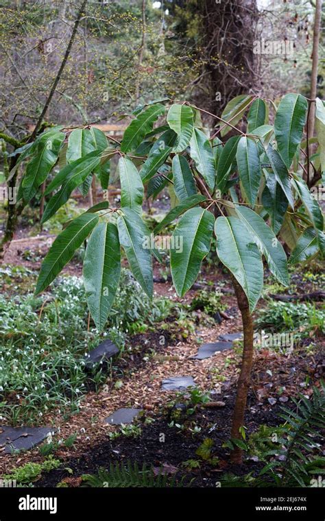 Schefflera Delavayi Delavays Schefflera Stock Photo Alamy
