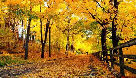 Bing Fall Wallpaper Autumn Fall Tree Forest Landscape Nature Leaves Wallpaper