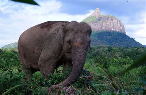 Helfant mit volksetymologischer anknüpfung an ↑ helfen (der elefant galt als hilfreiches. In Indonesien: Seltener Elefant tot und mit entferntem ...