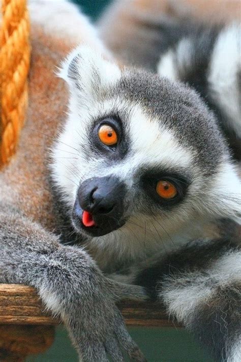 Pin By Link Klin On Funny Funny Animals Animal Wallpaper Lemur