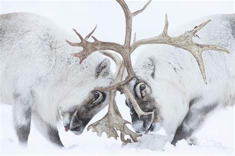 Winner Wildlife Photographer Of The Year Stefano Unterthiner