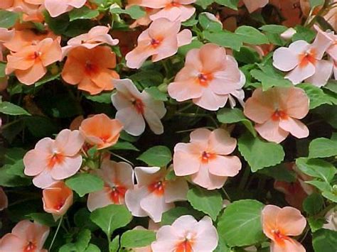 Ten Best Annuals For Shade