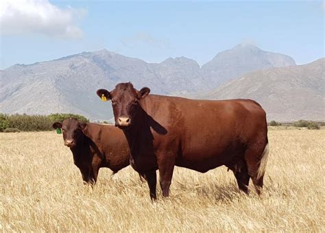 Sussex Cattle South Africa
