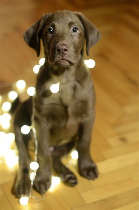 Chocolate Labrador Retriever Puppy Photography Dog Christmas