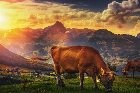 Cow Hd Wallpapers