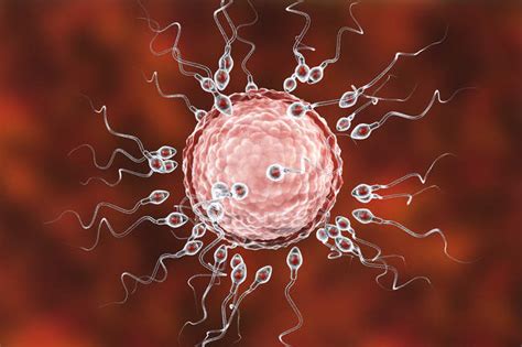 Human Egg Cell Surrounded By Numerous Spermatozoa Digital Illustration Of Fertilization