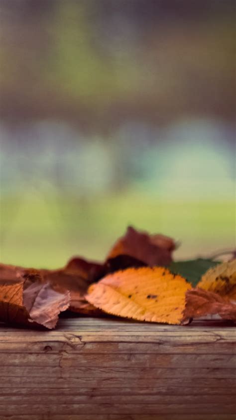 Autumn Leaves Iphone Wallpapers Free Download