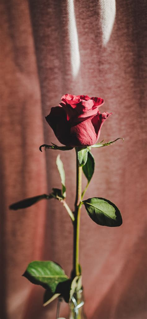 iPhone Rose Wallpaper - 038
