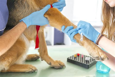 Clinical Significance Of Blood Tests In Dogs Hv Glòries