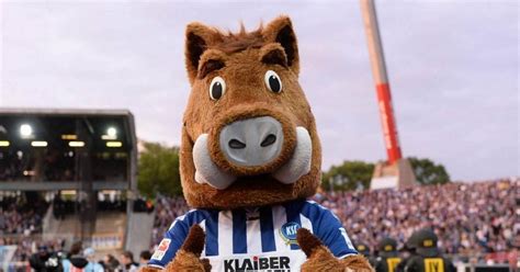 Holstein kiel live uitslagen (en gratis live stream internet kijken), wedstrijdprogramma en resultaten van alle voetbal toernooien die holstein kiel heeft gespeeld. Die Maskottchen der 2. Bundesliga - Bildergalerie