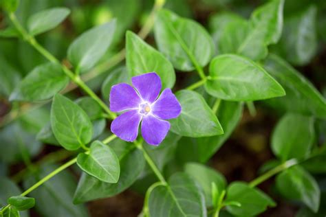 How To Grow And Care For Periwinkle